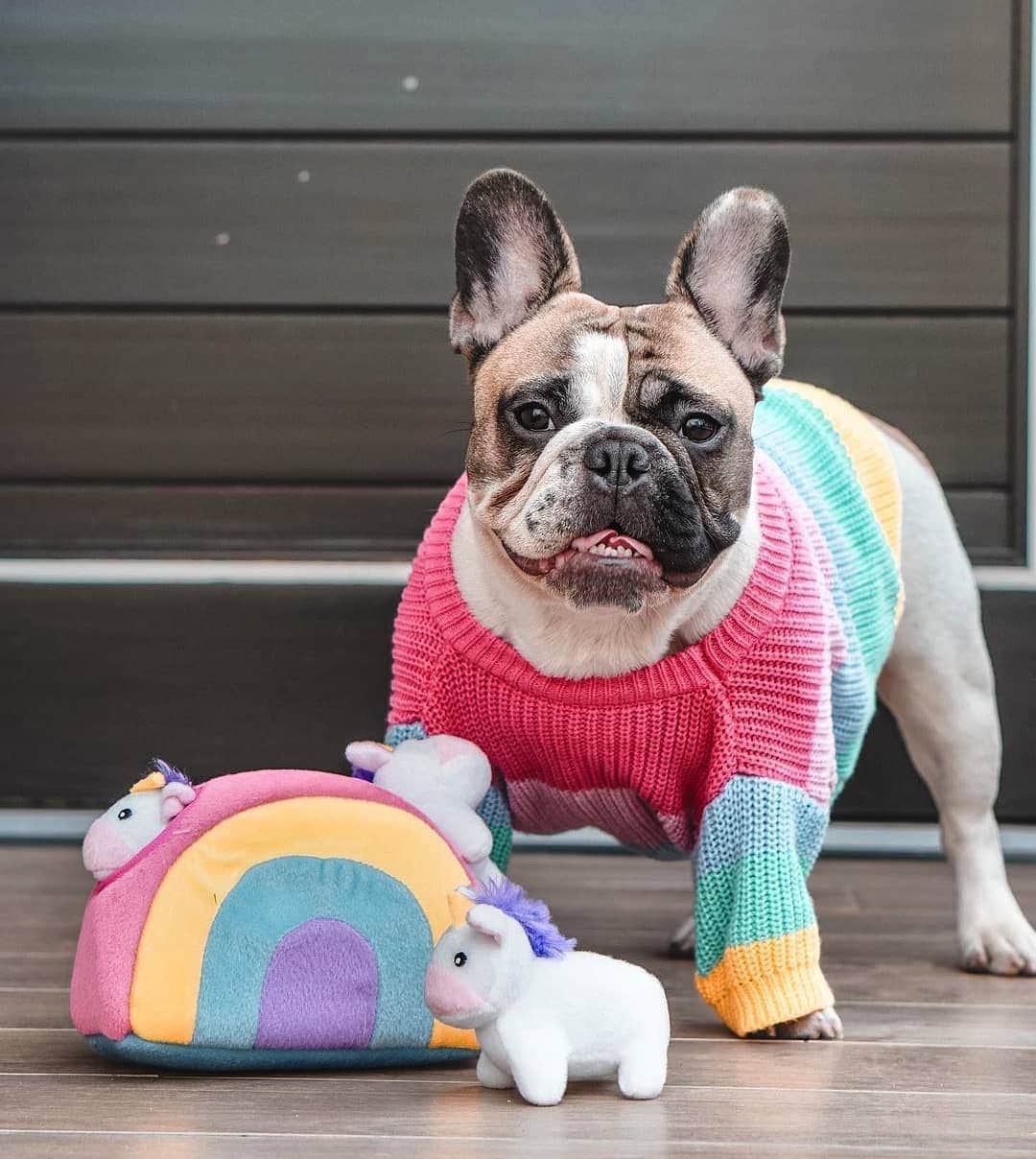 French Bulldogさんのインスタグラム写真 - (French BulldogInstagram)「I find happiness in rainbows 🌈 and love wins, every single time! 👉 What makes you happy? POST IN COMMENTS ❤ Model is wearing Rainbow Knitted Jumper by @frenchie.world  @bagelthefrenchie . . . . . #frenchie #frenchies #französischebulldogge #frenchbulldog #frenchbulldogs #dog #dogsofinstagram #frenchieworld #bully #bulldog #bulldogfrances #フレンチブルドッグ #フレンチブルドッグ #フレブル #ワンコ #frenchiesgram #frenchbulldogsofinstagram #ilovemyfrenchie #batpig #buhi #squishyfacecrewbulldog」12月16日 7時37分 - frenchie.world