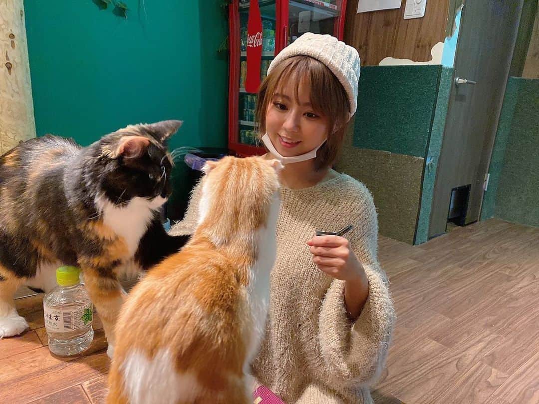 亜矢みつき（神谷充希）さんのインスタグラム写真 - (亜矢みつき（神谷充希）Instagram)「ヌコ様、、😽✨ (4〜6枚目の茶色い子の癖↓) #中身おっさん #猫 #cat #猫になったんだよな君は」12月16日 7時47分 - ma.yamitsuki