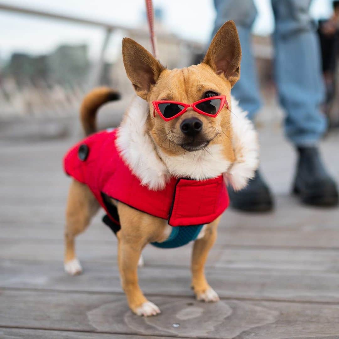 The Dogistさんのインスタグラム写真 - (The DogistInstagram)「Lil Red, Chihuahua (2 y/o), Pier 26, New York, NY • “His style icons are Andy Warhol and Princess Diana.  He knows he’s ridiculous. He will stare you in the eye as he scooches his ass on the carpet. Right into your soul. He’s also deeply passionate about chicken. He goes nuts – full eye bulge. He won’t do anything unless there’s chicken.” @giddyuplilred, a rescue from @badassbrooklyn」12月16日 7時49分 - thedogist