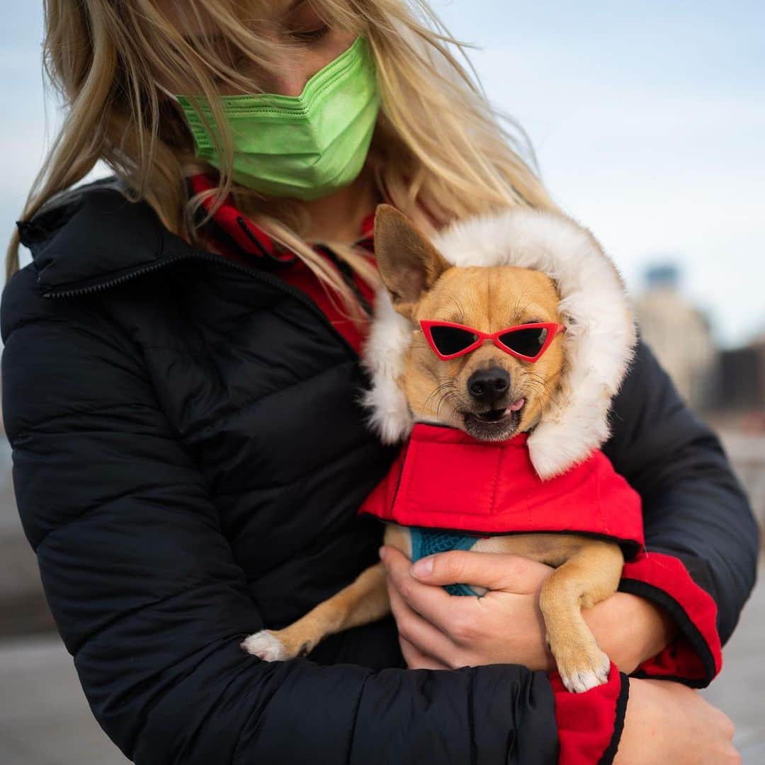 The Dogistさんのインスタグラム写真 - (The DogistInstagram)「Lil Red, Chihuahua (2 y/o), Pier 26, New York, NY • “His style icons are Andy Warhol and Princess Diana.  He knows he’s ridiculous. He will stare you in the eye as he scooches his ass on the carpet. Right into your soul. He’s also deeply passionate about chicken. He goes nuts – full eye bulge. He won’t do anything unless there’s chicken.” @giddyuplilred, a rescue from @badassbrooklyn」12月16日 7時49分 - thedogist