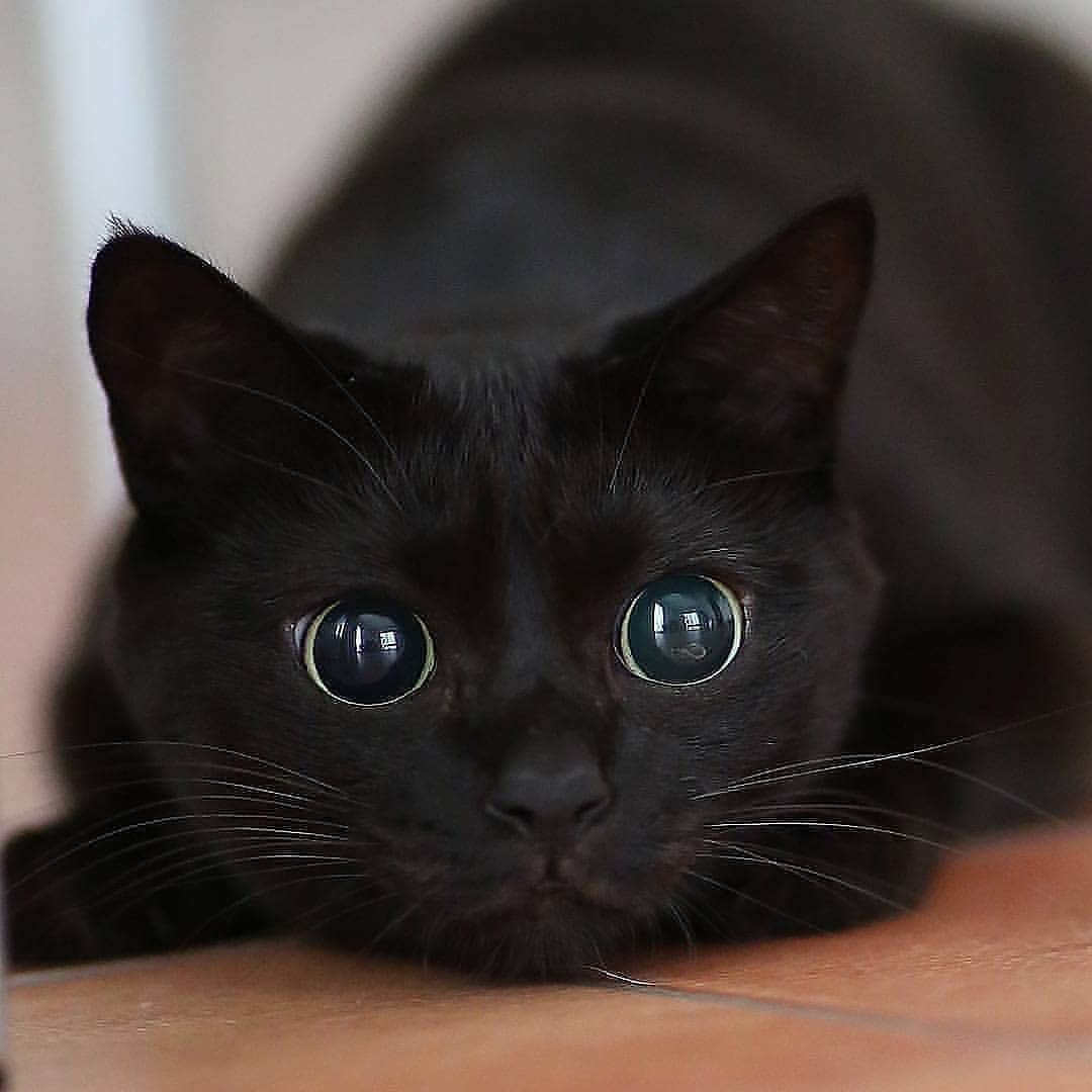 Cute Pets Dogs Catsさんのインスタグラム写真 - (Cute Pets Dogs CatsInstagram)「Beautiful black cat 🥰 Follow our main page @kittens_of_world for more cute kittens! 😺  📷 by @kozukozu.0510 . . . #kittens_of_world #kittens_of_world #kittens_of_world #kitty #cats #kitten #kittens #kedi #katze #แมว #猫 #ねこ #ネコ #貓 #고양이 #Кот #котэ #котик #кошка #chat #neko #gato #gatto #meow #kawaii #nature #pet #animal #instacat #instapet #mycat #catlover」12月16日 8時07分 - dailycatclub