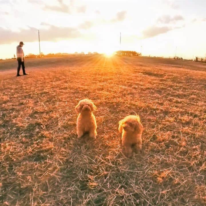 竹内都子のインスタグラム：「寒いけど夕日がキレイだね☀️  #トイプードル #お散歩 #夕日」
