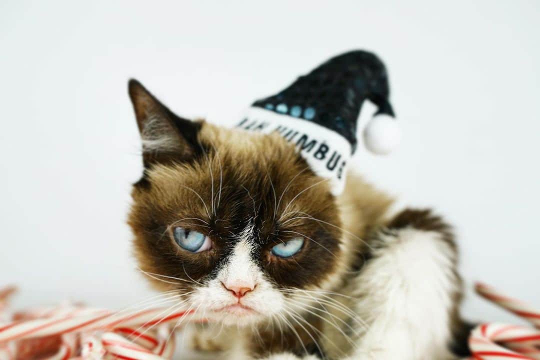 Grumpy Catさんのインスタグラム写真 - (Grumpy CatInstagram)12月16日 8時22分 - realgrumpycat