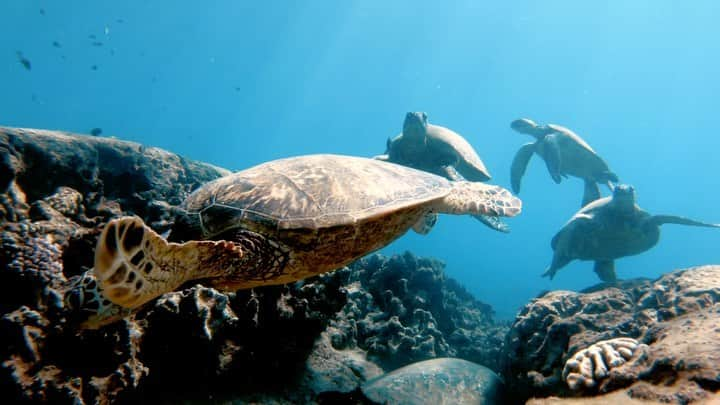 And Youのインスタグラム：「Happy Turtle Tuesday🐢🐢🐢 . . . . . .  #sealife #staysalty #underwaterphotography #water_of_our_world #padi #madeofocean #adventureculture #saveouroceans #offshore #bg_underwater #freedive #divedeep  #animallovers #animalpolis #animalsofinstagram #igscwildlife #animales #exclusive_animals #wildlifephoto #wildlifeaddicts #wildlifephotography #animalworld #awesomeglobe #hawaiian #hawaiiunchained #hawaiilife #nakedhawaii #hawaiistagram #hawaiitag」