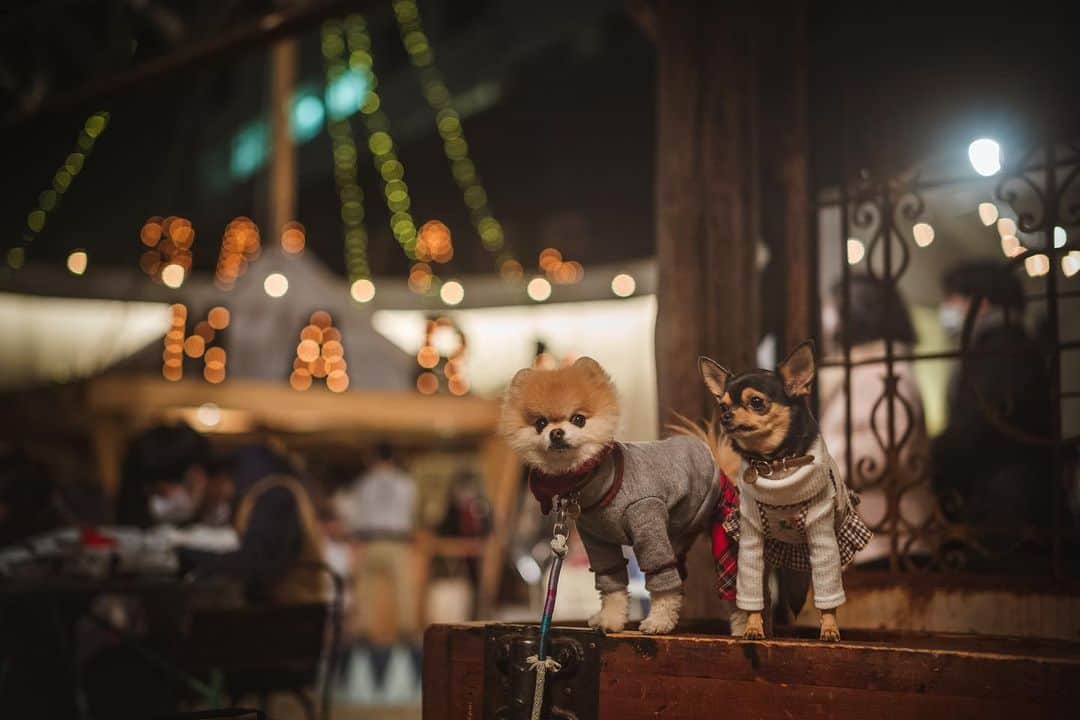 ポテチンのインスタグラム：「クリスマスの街では偶然お友達にも会いましたぢょね！」