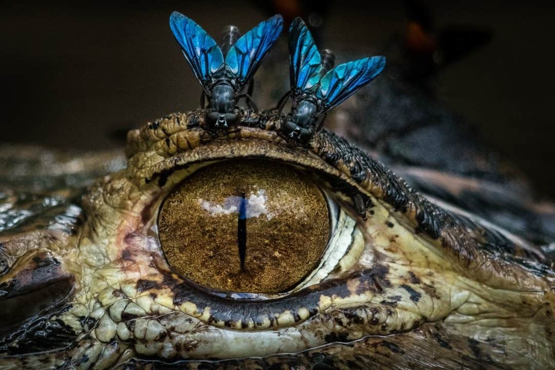 ナショナルジオグラフィックのインスタグラム