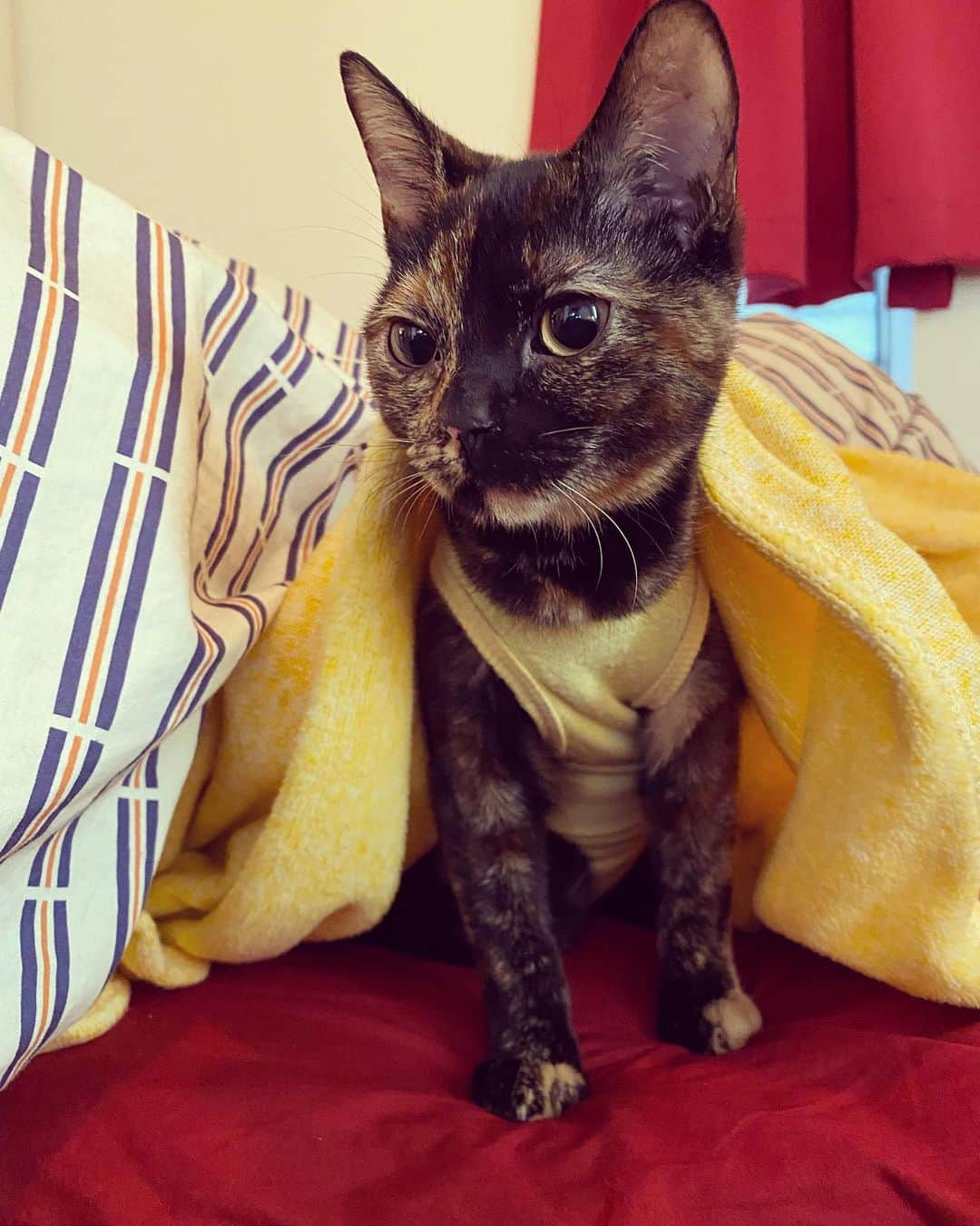 小春さんのインスタグラム写真 - (小春Instagram)「若干のあざとさを持ち合わせている猫 それがニュイちゃんである。  #小春のアンニュイ #cat #猫」12月16日 8時37分 - suttokodokkoiii
