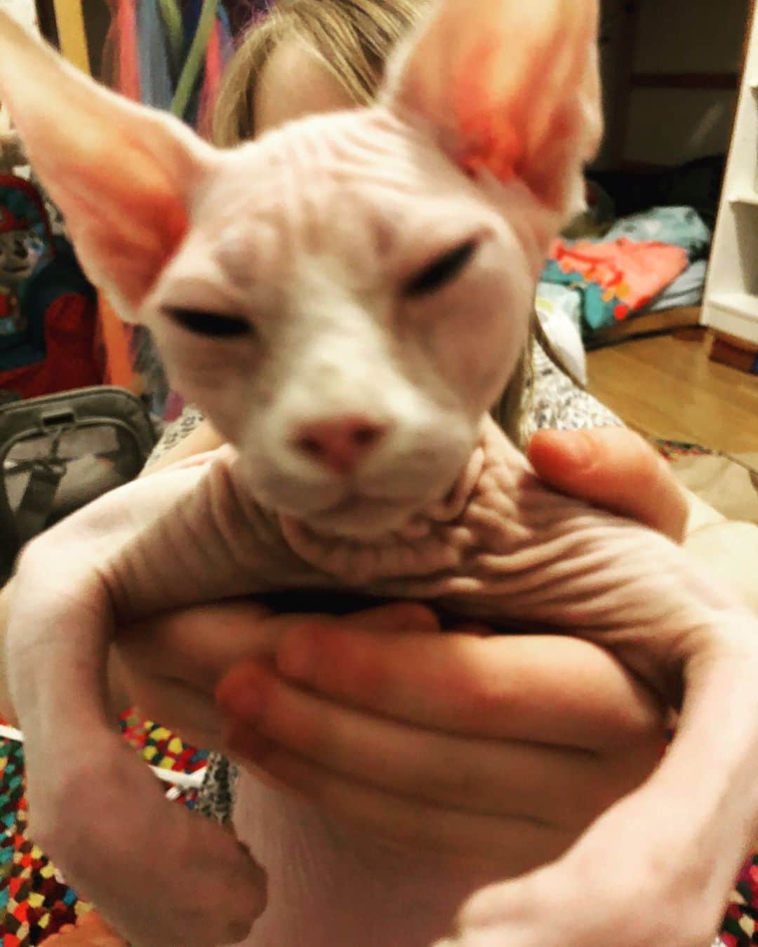 のインスタグラム：「My dear friend has a hairless cat. Her name is “Chicken”. And this amuses me.  #thecatnotthefriend 🐓」