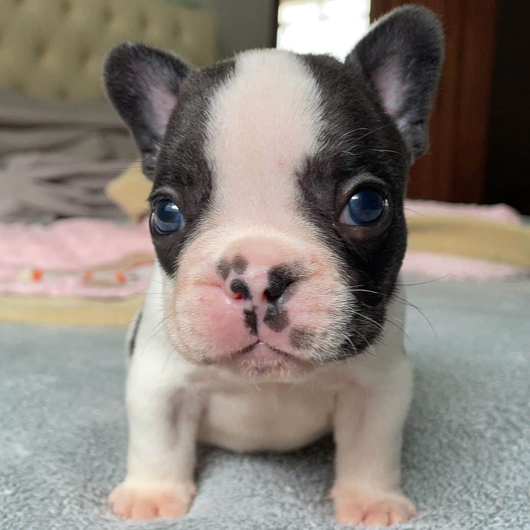 Regeneratti&Oliveira Kennelのインスタグラム：「I think freckles are just the cutest . #freckles #socute #puppy」
