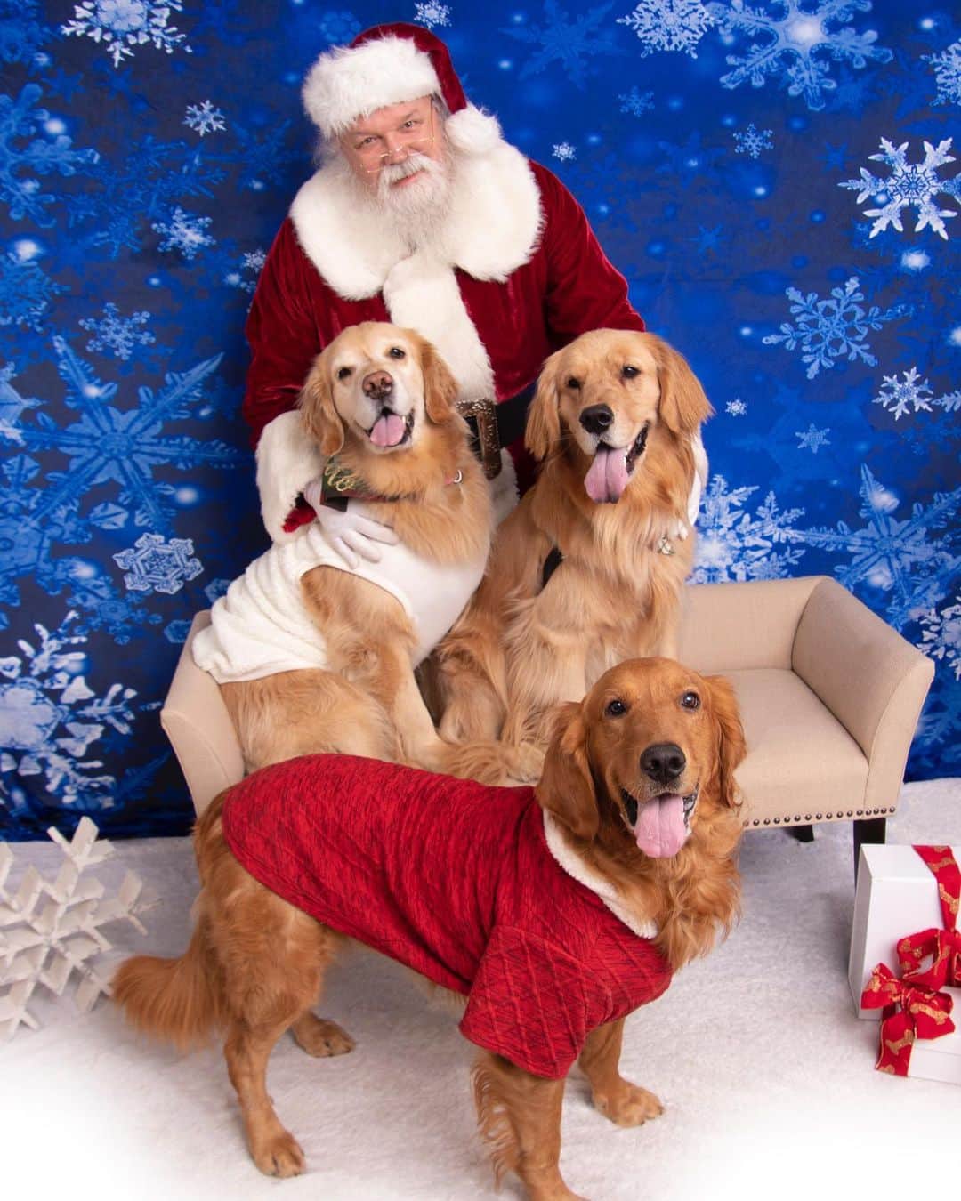 モヒートさんのインスタグラム写真 - (モヒートInstagram)「Killian wasn’t so sure about Santa but was brave enough to get into a few photos with his sisters 💜 📸 by portraits by Martha   #santa #santaclaus #santapaws #christmas #christmas2020  #alliwantforchristmas #rescuedog #rescuedogsofinstagram #goldenretriever #goldens_ofinstagram #cleveland #dogscle #siblings #siblinggoals #happydog #dogmom #dogs #thedodo」12月16日 9時20分 - mojito_rose_family
