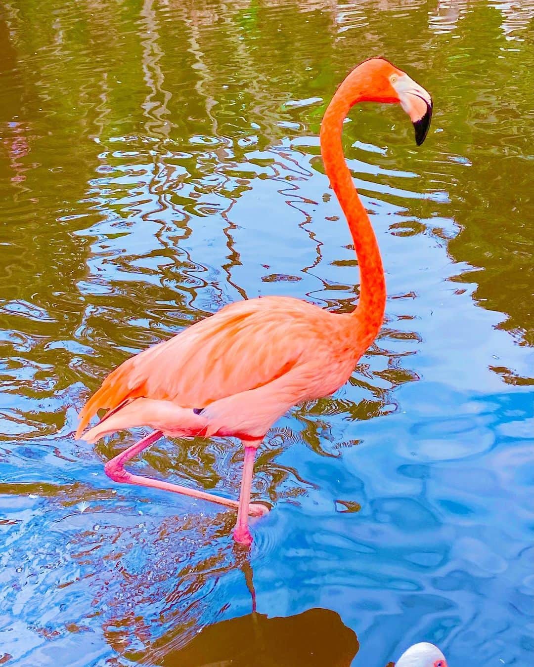 いけながあいみさんのインスタグラム写真 - (いけながあいみInstagram)「フラミンゴにご飯をあげたよ🦩✨  いっぱい食べてくれた♪  ちなみに、より赤い方がフラミンゴ界ではモテるらしいです😂笑  * *  I fed the flamingos🦩✨  I heard that red flamingos are popular than pink flamingos in flamingo’s world😂lol」12月16日 9時23分 - aimicat424