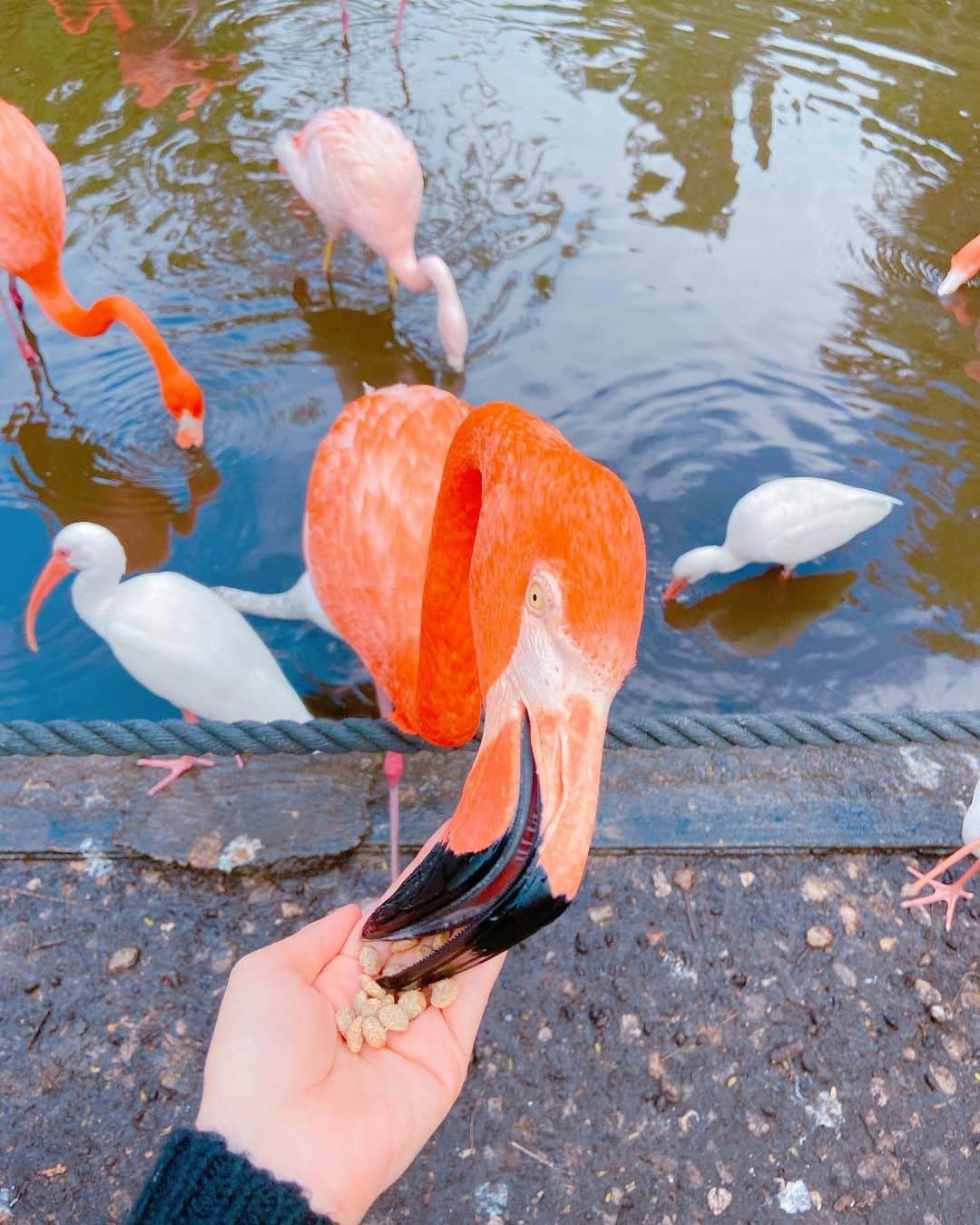 いけながあいみさんのインスタグラム写真 - (いけながあいみInstagram)「フラミンゴにご飯をあげたよ🦩✨  いっぱい食べてくれた♪  ちなみに、より赤い方がフラミンゴ界ではモテるらしいです😂笑  * *  I fed the flamingos🦩✨  I heard that red flamingos are popular than pink flamingos in flamingo’s world😂lol」12月16日 9時23分 - aimicat424