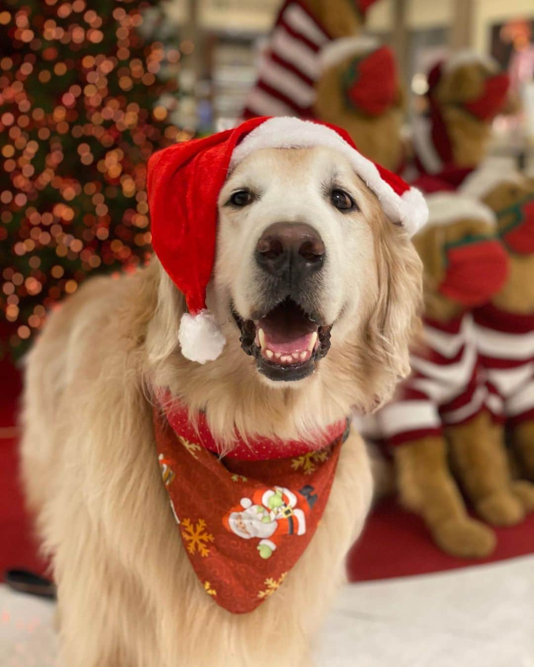 Bobさんのインスタグラム写真 - (BobInstagram)「Chegando mais um Natal 🎅🏻🎄 Mas... Se Bob fosse o Papai Noel,  O que você escreveria na cartinha pra mandar pra ele?   .   #pets #photooftheday #petsofinstagram #instagrammers #instagram #instadaily #vejasp #goldenretriever #goldenretrievers #goldenretrieversofinstagram #dogs #dogstyle #dogoftheday #dogsofinstagram #saopaulo #gudfriends #photography #christmas #natal2020 #feliznatal #merrychristmas」12月16日 9時24分 - bob_marley_goldenretriever