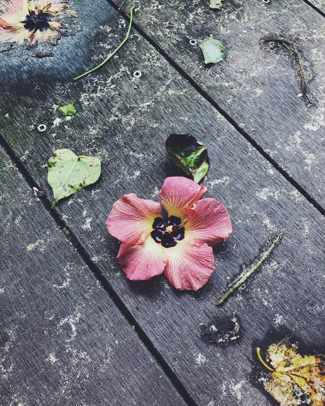 尾形沙耶香さんのインスタグラム写真 - (尾形沙耶香Instagram)「#beautufulnature 💚  #自然の芸術」12月16日 9時27分 - sayakaogata