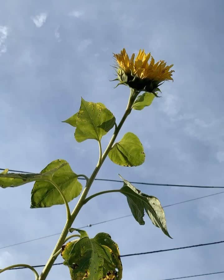 木部さんのインスタグラム：「こんなに寒いのに﻿ 　頑張って咲いていました🥺🌻﻿ ﻿ ﻿ 　　冬のひまわり❄️🌻﻿ ﻿ ﻿ ﻿ ﻿  #ひまわり #冬のひまわり #寒い中お疲れ様です #12月 #頑張ろう#2020年冬 #sunflower #wintersunflower #december2020 #staystrong💪」