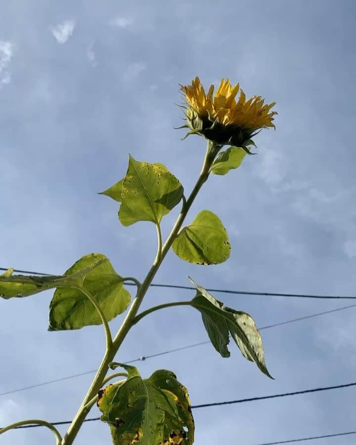 のインスタグラム：「こんなに寒いのに﻿ 　頑張って咲いていました🥺🌻﻿ ﻿ ﻿ 　　冬のひまわり❄️🌻﻿ ﻿ ﻿ ﻿ ﻿  #ひまわり #冬のひまわり #寒い中お疲れ様です #12月 #頑張ろう#2020年冬 #sunflower #wintersunflower #december2020 #staystrong💪」