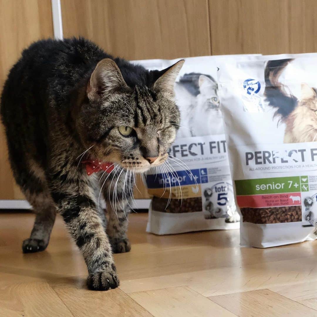 catinberlinさんのインスタグラム写真 - (catinberlinInstagram)「We might pose a lot but we also try to keep a healthy lifestyle and stay active during our breaks. We aren’t the youngest but still jump and purr like kittens. When it’s feeding time, we can’t resist @PerfectFitDeutschland. It’s tailored to our specific needs and tastes so good. Use coupon PERFECTFIT30 giving 30% off at ZooPlus. It is valid until the end of Dec 2020. #PerfectFitPartner #KeepThemAmazing #FeedMovePlay #ad」12月16日 20時18分 - catinberlin