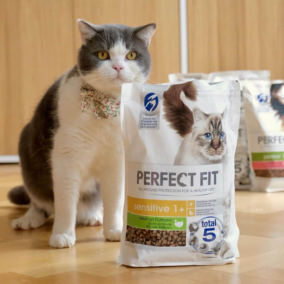 catinberlinさんのインスタグラム写真 - (catinberlinInstagram)「We might pose a lot but we also try to keep a healthy lifestyle and stay active during our breaks. We aren’t the youngest but still jump and purr like kittens. When it’s feeding time, we can’t resist @PerfectFitDeutschland. It’s tailored to our specific needs and tastes so good. Use coupon PERFECTFIT30 giving 30% off at ZooPlus. It is valid until the end of Dec 2020. #PerfectFitPartner #KeepThemAmazing #FeedMovePlay #ad」12月16日 20時18分 - catinberlin