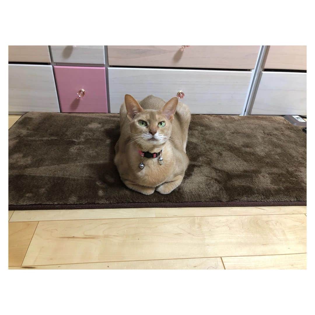 のインスタグラム：「ぬくぬく。  #ねこすたぐらむ」