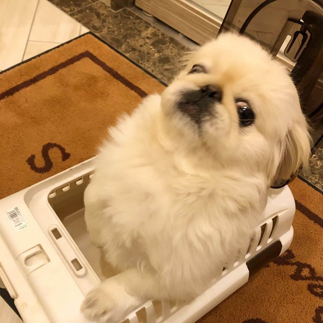 有田優理香のインスタグラム：「ふっさふさの胸毛でドヤ顔な犬。(きょうペットホテル&年内最後のトリミング)  #pekingese #ペキニーズ　#鼻ぺちゃ　#ぺきすたぐらむ #犬界の藤原竜也」