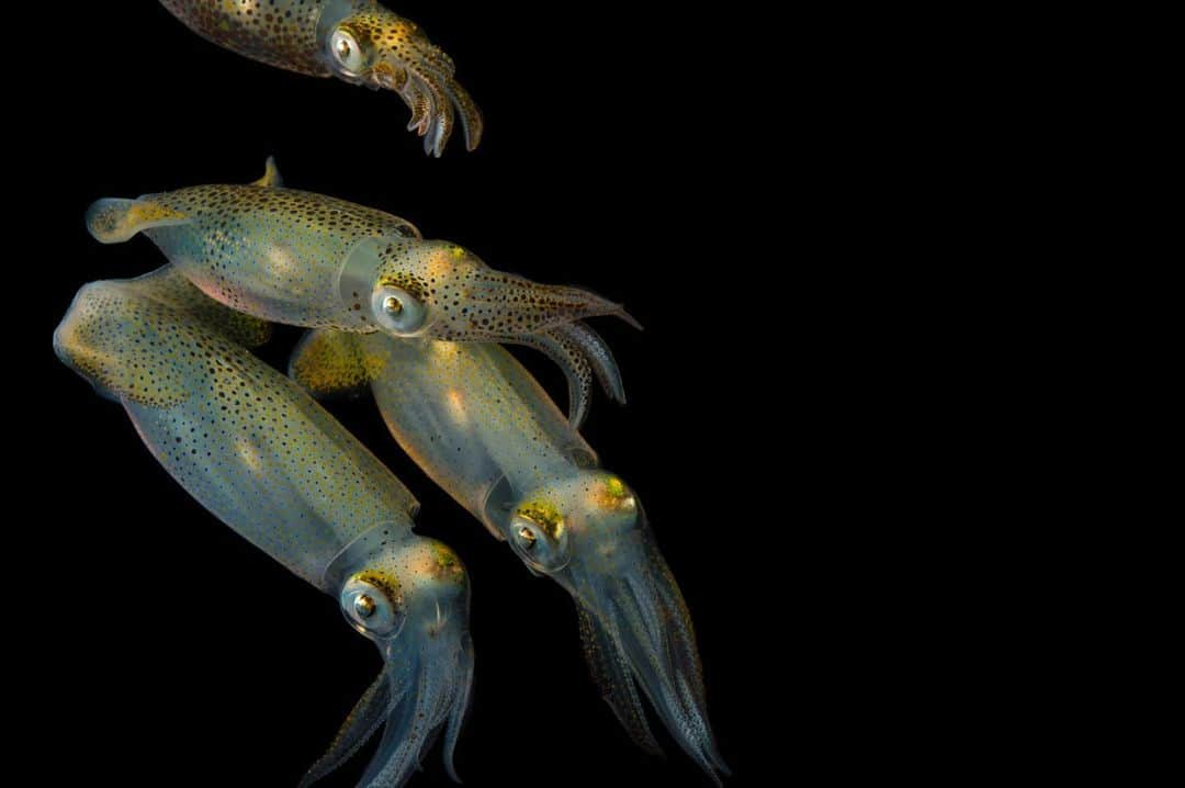 Joel Sartoreさんのインスタグラム写真 - (Joel SartoreInstagram)「Resembling beautiful blown glass pieces of art, Atlantic brief squids like these @gulfspecimenaquarium are covered in dark, pigment-filled spots called chromatophores that contract and expand, allowing the squid to change color. The ability to blend in with its surroundings helps to protect this species from most threats, but in the event it is spotted by a predator, the squid may need to make a quick escape. It does this by ejecting jets of water which propel its body backward while emitting an ink cloud. The ink helps distract the predator while the squid makes its escape. #squid #briefsquid #Atlantic #colorful #spotted #squids #school #PhotoArk #savetogether」12月16日 20時28分 - joelsartore