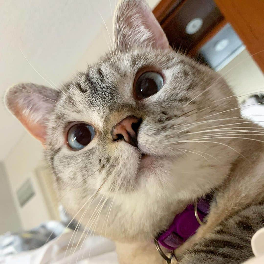 nala_catさんのインスタグラム写真 - (nala_catInstagram)「I’m Nala and I’m 10 years old ❤️」12月16日 20時37分 - nala_cat