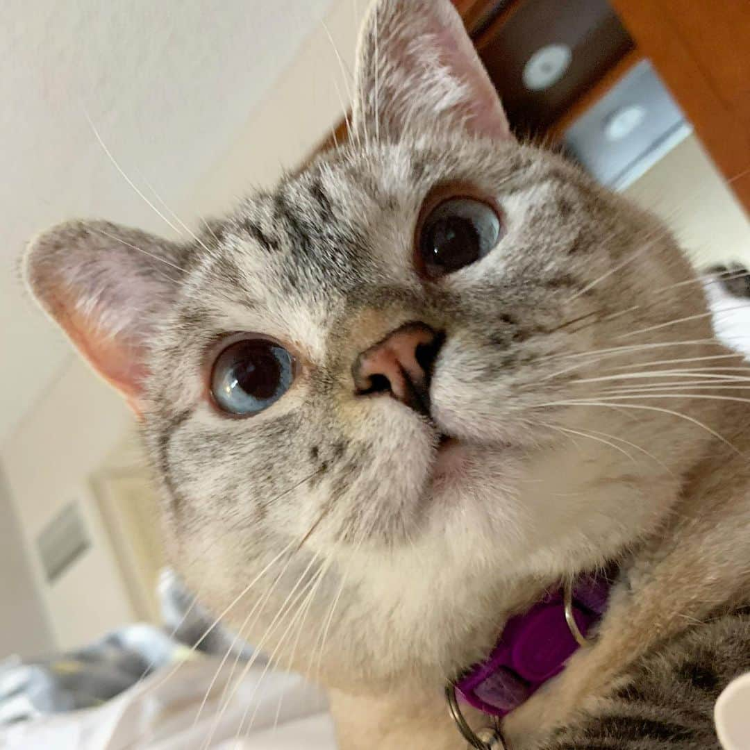 nala_catさんのインスタグラム写真 - (nala_catInstagram)「I’m Nala and I’m 10 years old ❤️」12月16日 20時37分 - nala_cat