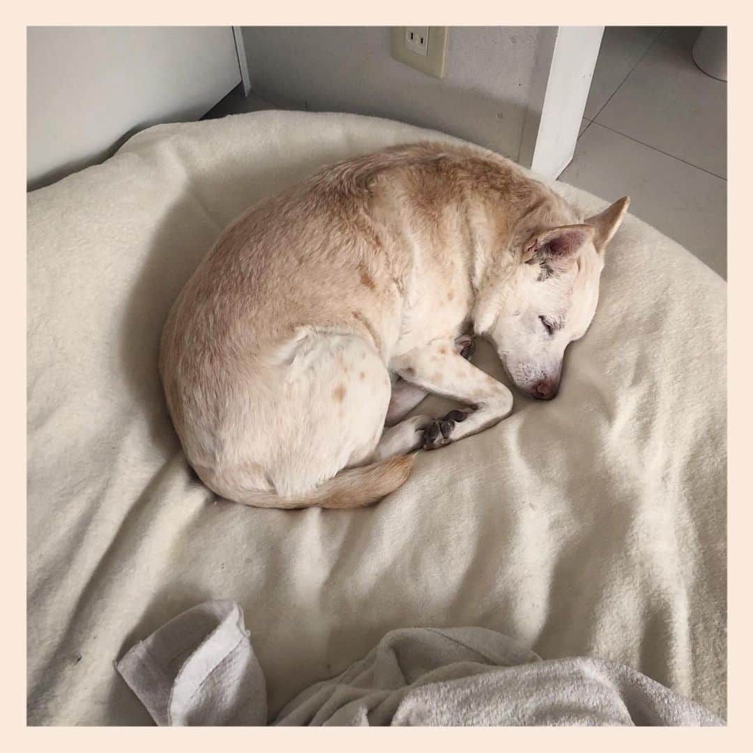 のインスタグラム：「#元保護犬 #雑種犬 #crossbreed #mixdog #sleepingdog #眠る犬　#キップル14歳」