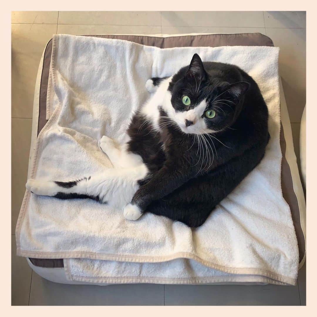 のインスタグラム：「#元保護猫 #ハチワレ #白黒猫 #blackandwhitecat #tuxedocat」