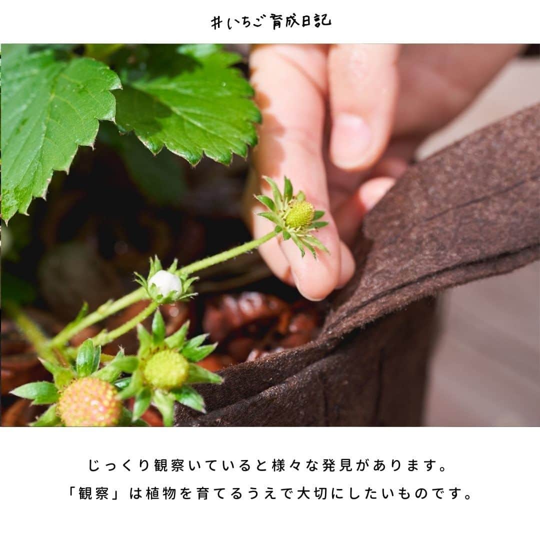 LOVEGREEN -植物と暮らしを豊かに。さんのインスタグラム写真 - (LOVEGREEN -植物と暮らしを豊かに。Instagram)「［編集部と育てるいちご🍓］ . ～「虫食い発見…」編～ ---------------------- 赤いお花は「ローズベリー」 白いお花は「ドルチェベリー」 ドリーミーで可愛らしいネーミングの「サントリーフラワーズ本気野菜」のいちご苗。 . 10月にLOVEGREEN STOREにて期間限定で販売し、販売期間を1週間延長するほどの人気ぶりでした！ . ご購入して下さった方を始め、機会があったら育ててみたい！とお考えの方にも、楽しんでいただけるよう、 編集部では定期的に「 #いちご育成日記」をお届けしていきます。 ----------------------  現在編集部では2種類のいちご苗をそれぞれ2つずつ育てています◎ 日課になりつつあるいちご苗の水やり＆観察タイム。  そんなとき、なんと…いちごの虫食い穴を発見してしまいました😭 順調に生長していた実だったので、落ち込む編集部員。 なんとか気を取り直して…作業にとりかかります。  食べ物なので、むやみやたらに薬剤を使うのは避けたいところ。どうしても心配な場合はいちごにも使える家庭菜園用薬剤を使用して害虫予防をしましょう◎ . さて、まずは食べられている葉と実を除去。 虫がいる場合はしっかり駆除しましょう！ そのとき、どんな種類の虫かをしっかり観察すると、より適切な対処方法を見いだせておすすめ◎  ちなみに編集部のいちごの虫食い犯人は見あたりませんでした…😢 しばらく薬剤は使用せず、見守ることに。 . このように、毎日じっくり観察する時間は 様々な発見や気付きがあるので、植物を育てるうえで大切にしたいものです🌱 . ---------------------- 皆さんのご自宅で育てている本気野菜のいちごの様子などを、ぜひインスタグラムに投稿してみてくださいね！一人で育てると不安でも、みんなで一緒に育てれば怖くない！冬のいちご゙栽培を、みんなで楽しみましょう！ . 「#本気野菜イチゴ」のハッシュタグをつけていただければ、編集部も見に行きますよ～💪 . 次回の育成日記もお楽しみに🍓 . ---------------------- ▶LOVEGREENでは家庭菜園用手作り虫除けスプレーの作り方などもご紹介しています。気になる方はプロフィールのリンクからどうぞ♪ ▶お買いものもプロフィールのリンクから。 LOVEGREEN STOREでは、いちごの害虫予防にも使える園芸薬剤を販売中🍓 気になる方はぜひご覧下さい♪→ @lovegreen_official ---------------------- . #いちご #イチゴ #本気野菜イチゴ #おうち菜園 #ベランダ #ベランダ菜園  #家庭菜園 #ガーデニング #ベランダガーデニング #おうち時間 #おうちイチゴ狩り #果物狩り #庭 #庭のある暮らし #プランター菜園  #果物 #植物のある暮らし #植物 #暮らしを楽しむ #日々の暮らし #ベランダ栽培 #プランター栽培初心者 #プランター栽培 #栽培」12月16日 21時00分 - lovegreen_official