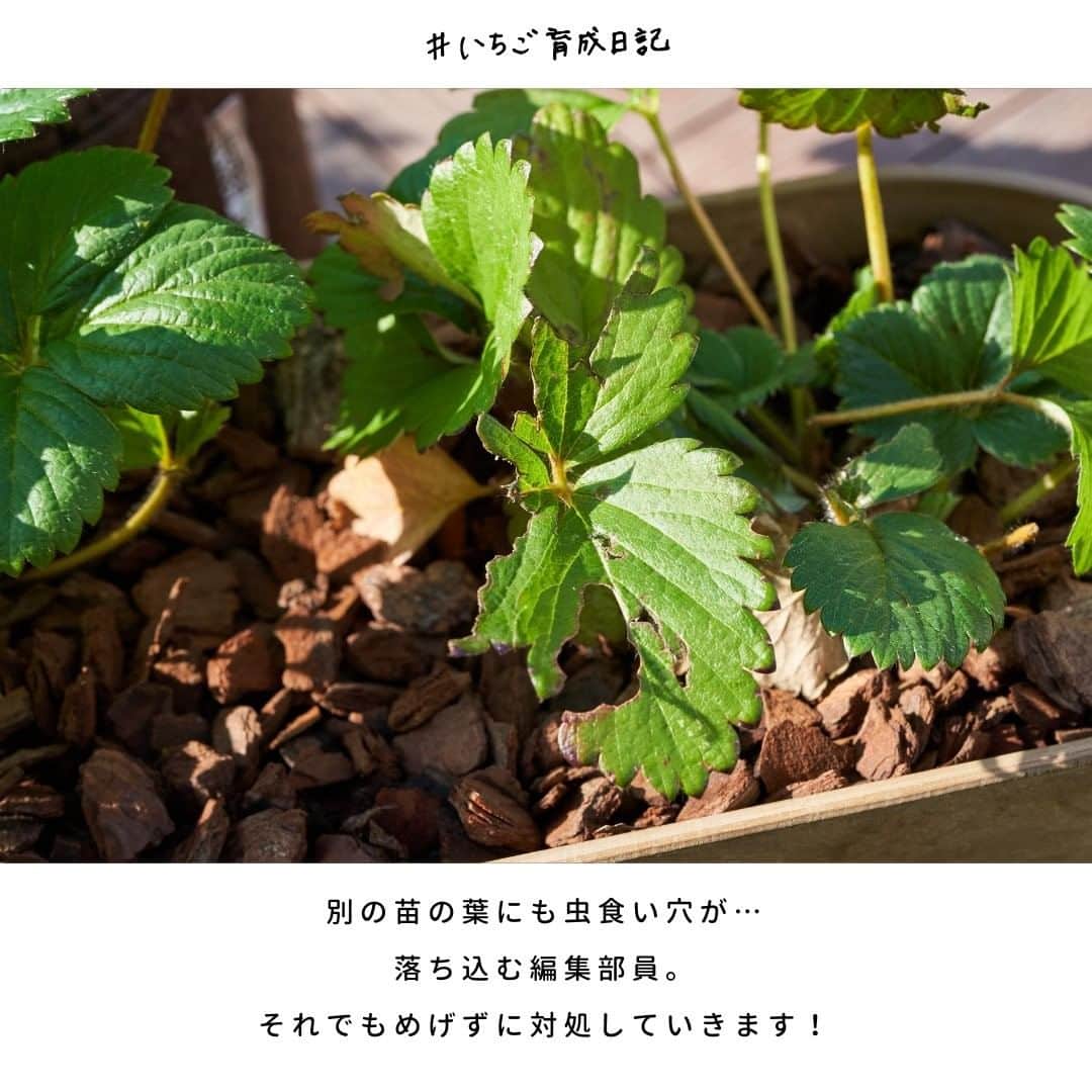 LOVEGREEN -植物と暮らしを豊かに。さんのインスタグラム写真 - (LOVEGREEN -植物と暮らしを豊かに。Instagram)「［編集部と育てるいちご🍓］ . ～「虫食い発見…」編～ ---------------------- 赤いお花は「ローズベリー」 白いお花は「ドルチェベリー」 ドリーミーで可愛らしいネーミングの「サントリーフラワーズ本気野菜」のいちご苗。 . 10月にLOVEGREEN STOREにて期間限定で販売し、販売期間を1週間延長するほどの人気ぶりでした！ . ご購入して下さった方を始め、機会があったら育ててみたい！とお考えの方にも、楽しんでいただけるよう、 編集部では定期的に「 #いちご育成日記」をお届けしていきます。 ----------------------  現在編集部では2種類のいちご苗をそれぞれ2つずつ育てています◎ 日課になりつつあるいちご苗の水やり＆観察タイム。  そんなとき、なんと…いちごの虫食い穴を発見してしまいました😭 順調に生長していた実だったので、落ち込む編集部員。 なんとか気を取り直して…作業にとりかかります。  食べ物なので、むやみやたらに薬剤を使うのは避けたいところ。どうしても心配な場合はいちごにも使える家庭菜園用薬剤を使用して害虫予防をしましょう◎ . さて、まずは食べられている葉と実を除去。 虫がいる場合はしっかり駆除しましょう！ そのとき、どんな種類の虫かをしっかり観察すると、より適切な対処方法を見いだせておすすめ◎  ちなみに編集部のいちごの虫食い犯人は見あたりませんでした…😢 しばらく薬剤は使用せず、見守ることに。 . このように、毎日じっくり観察する時間は 様々な発見や気付きがあるので、植物を育てるうえで大切にしたいものです🌱 . ---------------------- 皆さんのご自宅で育てている本気野菜のいちごの様子などを、ぜひインスタグラムに投稿してみてくださいね！一人で育てると不安でも、みんなで一緒に育てれば怖くない！冬のいちご゙栽培を、みんなで楽しみましょう！ . 「#本気野菜イチゴ」のハッシュタグをつけていただければ、編集部も見に行きますよ～💪 . 次回の育成日記もお楽しみに🍓 . ---------------------- ▶LOVEGREENでは家庭菜園用手作り虫除けスプレーの作り方などもご紹介しています。気になる方はプロフィールのリンクからどうぞ♪ ▶お買いものもプロフィールのリンクから。 LOVEGREEN STOREでは、いちごの害虫予防にも使える園芸薬剤を販売中🍓 気になる方はぜひご覧下さい♪→ @lovegreen_official ---------------------- . #いちご #イチゴ #本気野菜イチゴ #おうち菜園 #ベランダ #ベランダ菜園  #家庭菜園 #ガーデニング #ベランダガーデニング #おうち時間 #おうちイチゴ狩り #果物狩り #庭 #庭のある暮らし #プランター菜園  #果物 #植物のある暮らし #植物 #暮らしを楽しむ #日々の暮らし #ベランダ栽培 #プランター栽培初心者 #プランター栽培 #栽培」12月16日 21時00分 - lovegreen_official