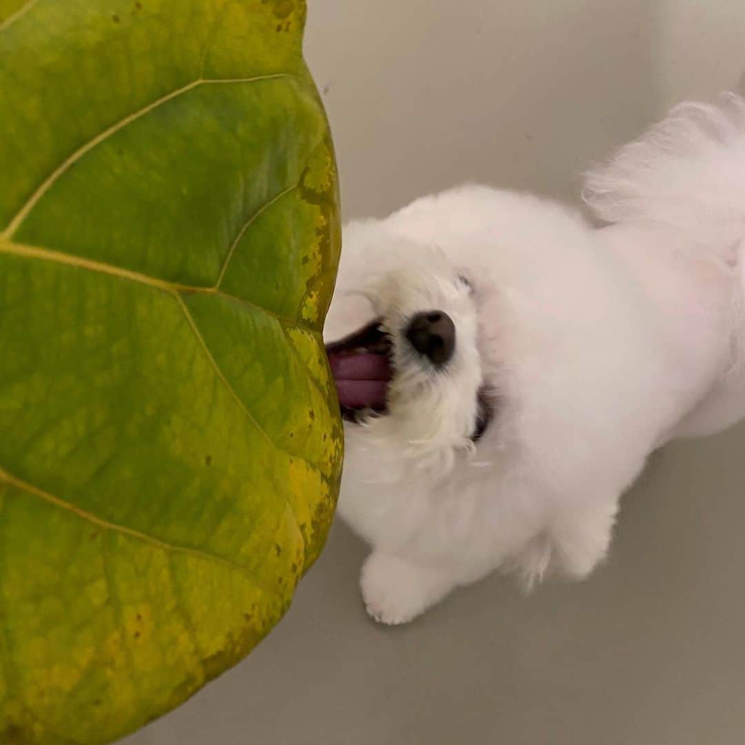 カン・ミンギョン のインスタグラム：「내 칭구는 초식공룡」