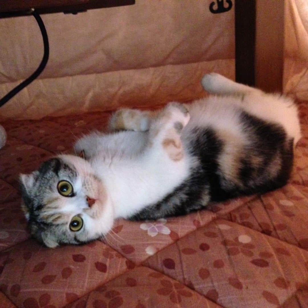 takegaeruのインスタグラム：「コタツが恋しいねぇ☺️  #cat #scottishfold #猫 #スコティッシュフォールド #三毛スコ友の会」