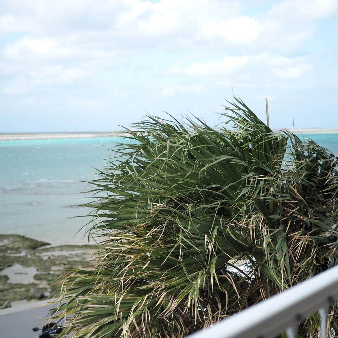 今井安紀さんのインスタグラム写真 - (今井安紀Instagram)「Off to Okinawa again!! First I went to Senagajima Island to have lunch. That was my first time to visit there. The view was still beautiful, but it was soooo windy!!! I had orion beer, garlic shrimp, long french fries with cheese, taco-rice and so on, those were so delicious. また沖縄に行ってました。 今回は初めて瀬長島に連れてってもらい、ウミカジテラスでランチ食べました。ガーリックシュリンプ、ロングチーズフレンチフライ的なやつなどなど、オリオンビールに合う。しかーしめっちゃ強風！最後の写真の木の様子で伝わるでしょうか。2枚目寝不足プラス強風ですごい顔してる。笑  Camera : No1, 3-7 Olympus PEN E-PL9 No.2 iPhone #olympuspenepl9 #noedit #nofilter #photolover #latergram #okinawa #trip #travel #senagajima #umikajiterrace #orionbeer  #オリンパスPEN #加工なし #撮って出し #写真好きな人と繋がりたい #時差スタグラム #旅 #旅行 #沖縄 #瀬長島 #瀬長島ウミカジテラス #ウミカジテラス #オリオンビール #ガーリックシュリンプ」12月16日 21時26分 - i_am_akinyan0826