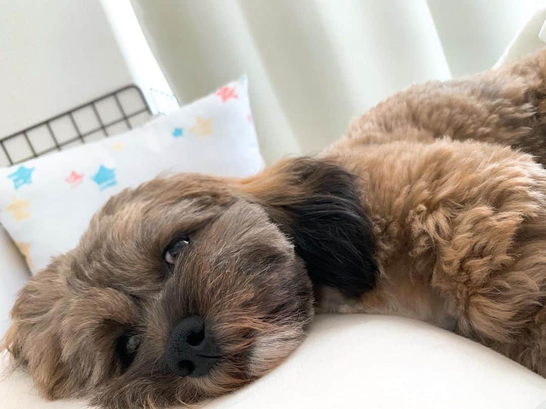 日岡なつみさんのインスタグラム写真 - (日岡なつみInstagram)「お昼寝🥱💤  すみれ♀MIX犬(シーズー×トイプードル) #しゅみれぐらむ   #犬 #シープー #トイプードル #シーズー #ミックス犬 #いぬすたぐらむ🐶 #dog #dogstagram #instadog」12月16日 12時52分 - hiokanatsumi