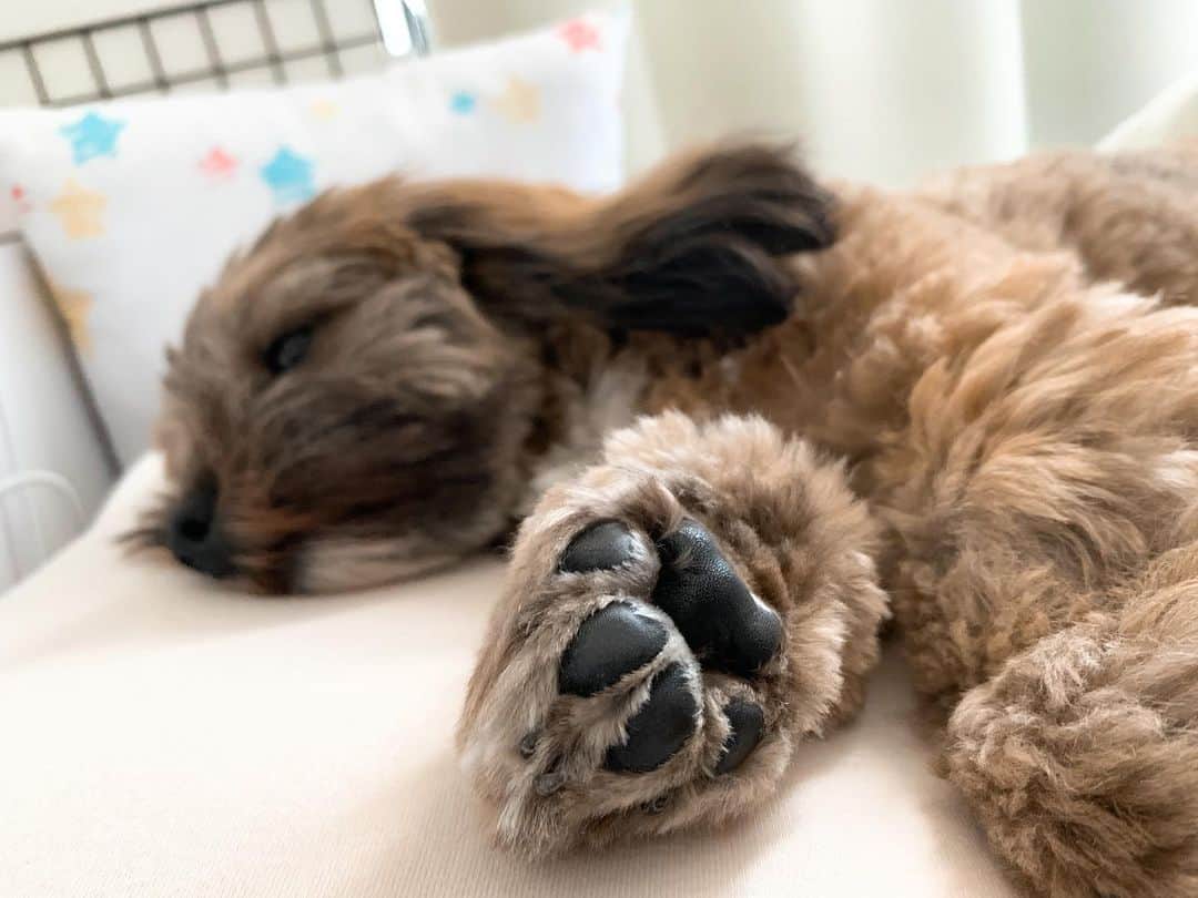 日岡なつみさんのインスタグラム写真 - (日岡なつみInstagram)「お昼寝🥱💤  すみれ♀MIX犬(シーズー×トイプードル) #しゅみれぐらむ   #犬 #シープー #トイプードル #シーズー #ミックス犬 #いぬすたぐらむ🐶 #dog #dogstagram #instadog」12月16日 12時52分 - hiokanatsumi