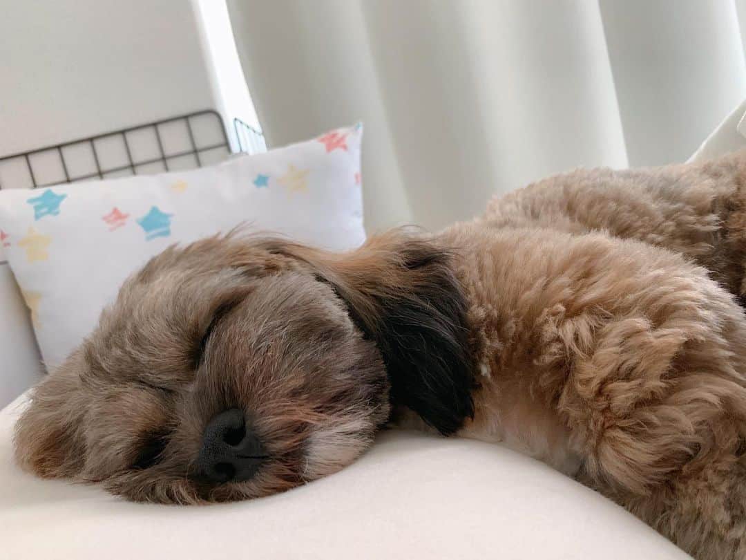 日岡なつみさんのインスタグラム写真 - (日岡なつみInstagram)「お昼寝🥱💤  すみれ♀MIX犬(シーズー×トイプードル) #しゅみれぐらむ   #犬 #シープー #トイプードル #シーズー #ミックス犬 #いぬすたぐらむ🐶 #dog #dogstagram #instadog」12月16日 12時52分 - hiokanatsumi