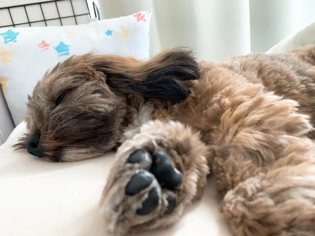 日岡なつみのインスタグラム：「お昼寝🥱💤  すみれ♀MIX犬(シーズー×トイプードル) #しゅみれぐらむ   #犬 #シープー #トイプードル #シーズー #ミックス犬 #いぬすたぐらむ🐶 #dog #dogstagram #instadog」