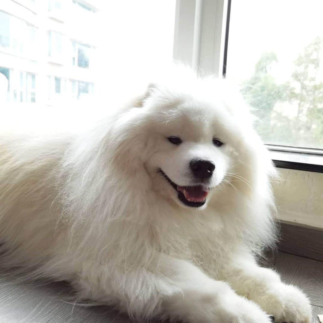のインスタグラム：「😘😘😘 #cute #dog #doglover #dogsofinstagram #dogoftheday #dogofthedayjp #dogstagram #fluffy #hkig #hongkong #ilovemydog #instadog #instagood #instamood #instagraphy #shibainu #samoyedoninstagram #pet #petlovers #petsofinstagram #petstagram #photooftheday #puppy #pupsofinstagram #samoyed #samoyedsofinstagram #webstagram #犬 #サモエド」