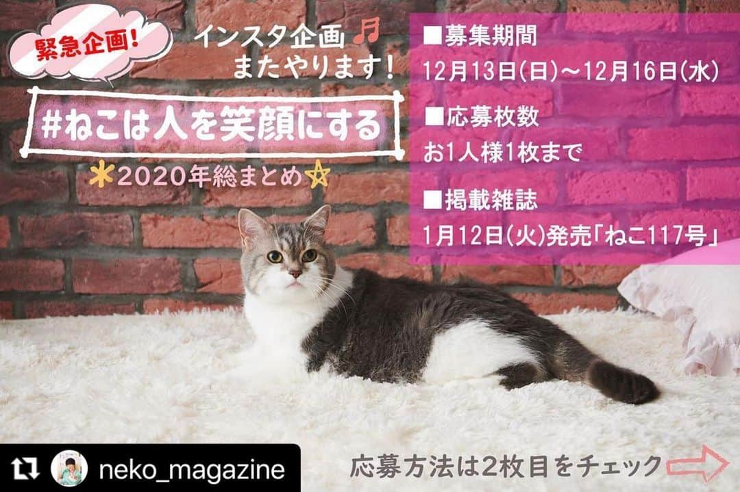 ねこのインスタグラム