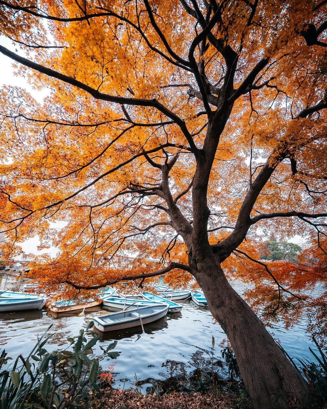 _msy_tさんのインスタグラム写真 - (_msy_tInstagram)「Found the maple turned orange when I dropped into Inokashira Park. . 井の頭公園。 ぷらっと行ってみたらモミジが色づいていました🏃 . . . 📷α7III / SONY FE 12-24mm F4 G 📍Inokashira Park, Tokyo 📒December 2020  . . . #visitjapanjp #alpha_newgeneration #sorakataphoto #tokyocameraclub #retrip_nippon #art_of_japan_ #daily_photo_jpn #wu_japan #japan_daytime_view #rakutentravel #jalan_travel #lovers_nippon #bestjapanpics  #whim_life #special_spot_ #loves_united_japan #japan_art_photography #Nipponpic #lovers_amazing_group #japantravelphoto #otonatabi_japan #total_nature_japan #dare_sora #photo_travelers #HarumiWharf #広がり同盟  #東京カメラ部 #風景写真 #紅葉 #井の頭公園」12月16日 13時57分 - masaya_takigawa