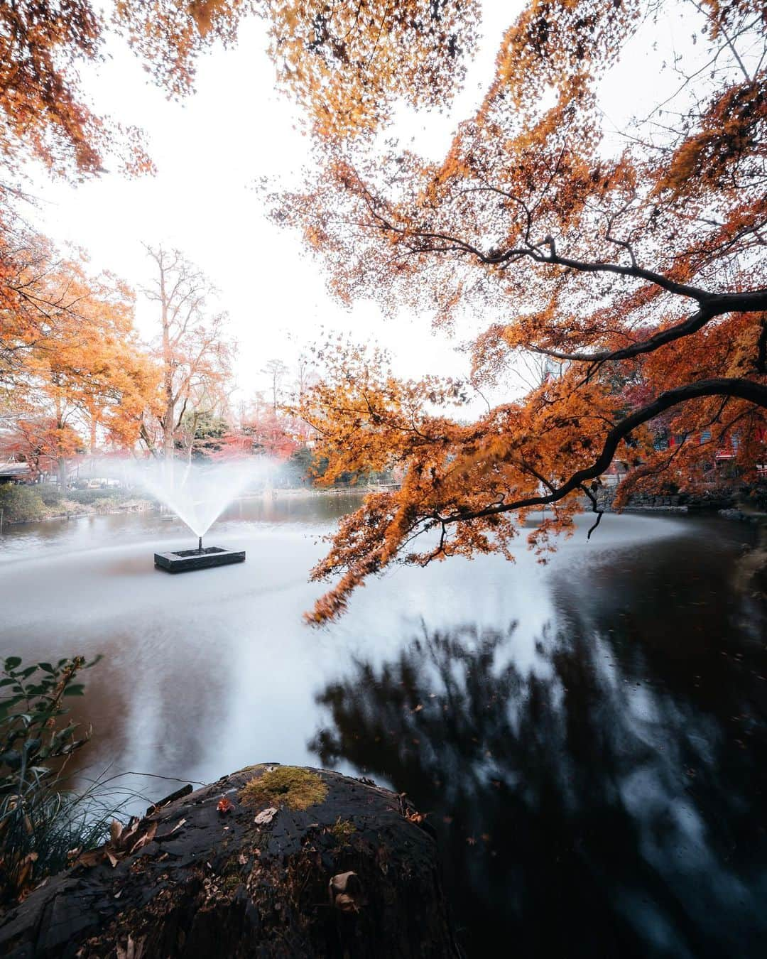 _msy_tのインスタグラム：「Found the maple turned orange when I dropped into Inokashira Park. . 井の頭公園。 ぷらっと行ってみたらモミジが色づいていました🏃 . . . 📷α7III / SONY FE 12-24mm F4 G 📍Inokashira Park, Tokyo 📒December 2020  . . . #visitjapanjp #alpha_newgeneration #sorakataphoto #tokyocameraclub #retrip_nippon #art_of_japan_ #daily_photo_jpn #wu_japan #japan_daytime_view #rakutentravel #jalan_travel #lovers_nippon #bestjapanpics  #whim_life #special_spot_ #loves_united_japan #japan_art_photography #Nipponpic #lovers_amazing_group #japantravelphoto #otonatabi_japan #total_nature_japan #dare_sora #photo_travelers #HarumiWharf #広がり同盟  #東京カメラ部 #風景写真 #紅葉 #井の頭公園」