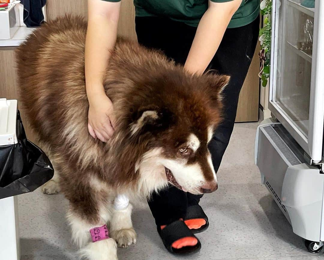 Ella Chuffyさんのインスタグラム写真 - (Ella ChuffyInstagram)「I’m staying at a hospital and make some new friends here. @brittany_pang น้องอยู่อย่างต่ำ 5 วันค่ะ  . . . . . . . . . #ellachuffy #pet #petstagram #pomeranianpage #dog_features #pomeraniansofinstagram #dogsofinstaworld #stayhome #cutedogs #pomeranian_lovers #pomeranianlife #pomeranianworld #teddybeardog #pomeranian #dogsofinstaworld #aplacetolovedogs #dogoftheday #justpomeranians #fluffypack #dogoftheday #anmlsposts #thedailypompom #picoftheday #iflmdog #犬 #狗 #everydaydoglover  #pomeranianww #justpomeranians @justpomeranian @tinnypaws @pomofig」12月16日 14時45分 - missdiad