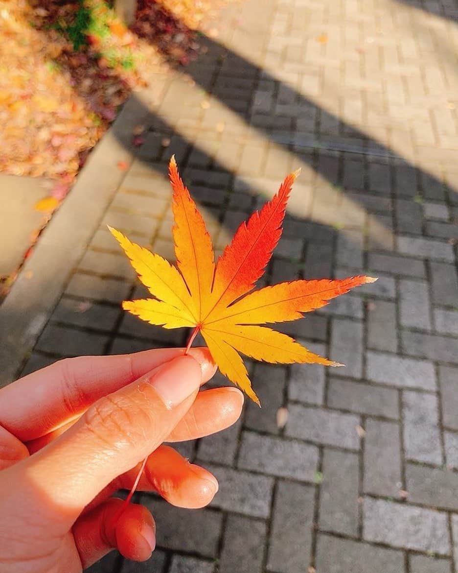 佐藤千晶のインスタグラム：「きれい🍁  #グラデーション #紅葉」