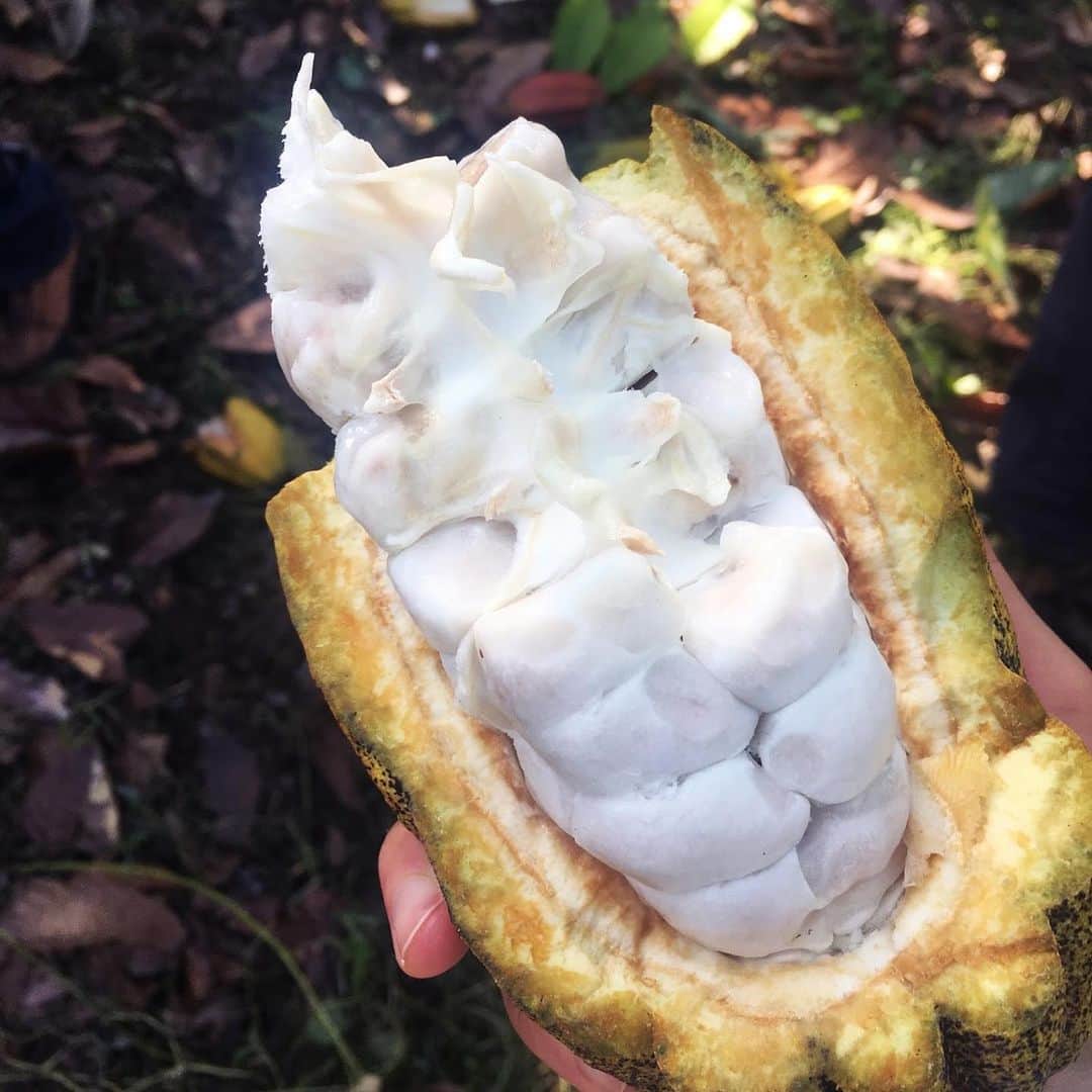 ダンデライオン・チョコレート・ジャパンのグルメインスタ