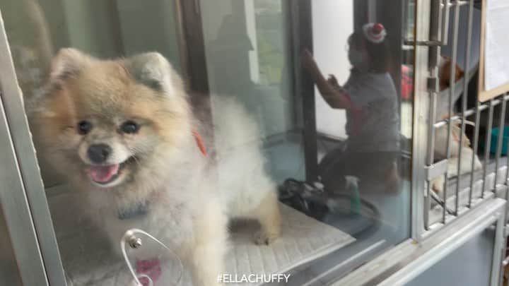 Ella Chuffyのインスタグラム：「Day at hospital...😷 Gotta stay here for at least 5 days...until the lungs clear up. But don’t worry...every furrriends here are extremely nice 🥰❤️ . . . . . . . . . #ellachuffy #pet #petstagram #pomeranianpage #dog_features #pomeraniansofinstagram #dogsofinstaworld #stayhome #cutedogs #pomeranian_lovers #pomeranianlife #pomeranianworld #teddybeardog #pomeranian #dogsofinstaworld #aplacetolovedogs #dogoftheday #justpomeranians #fluffypack #dogoftheday #anmlsposts #thedailypompom #picoftheday #iflmdog #犬 #狗 #everydaydoglover  #pomeranianww #justpomeranians @justpomeranian #小狼#小浪狗@tinnypaws @pomofig」