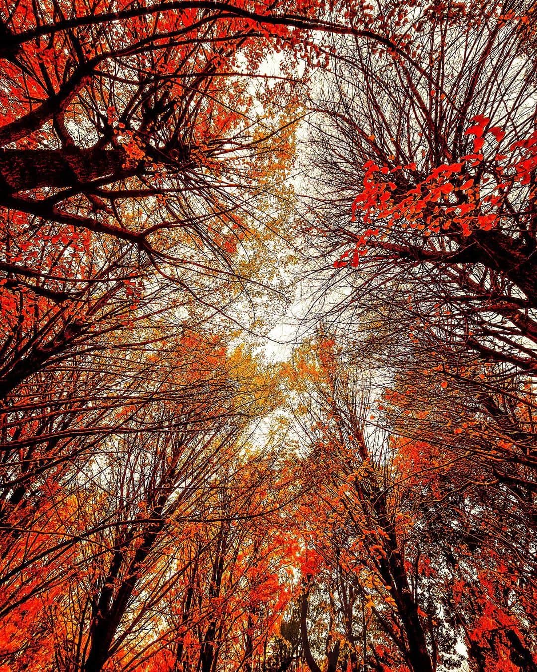 久保田秀敏のインスタグラム：「#紅葉🍁 #紅葉 #日本の風景  #日本の絶景  #秋 #冬 #四季 #深呼吸」