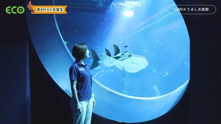【公式】福岡ECO動物海洋専門学校のインスタグラム：「福岡ECO動物海洋専門学校を卒業後 沖縄で2020年にオープンした 「DMMかりゆし水族館」で活躍する卒業生たちのインタビューをお届け💙  最新の映像技術といきものの融合が楽しめる 次世代の水族館🐠 ここで活躍する卒業生たちの 夢を叶えて輝く姿✨  続きは 福岡ECO 公式YouTubeにてご覧ください🍀  #福岡eco #福岡eco動物海洋専門学校 #水族館 #水族館飼育員 #沖縄 #クラゲ #dmmかりゆし水族館」