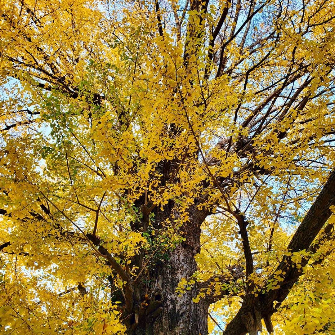 大井健さんのインスタグラム写真 - (大井健Instagram)「久々に大好きな神社へ。 御神木がすっかり色付いていました。」12月16日 15時59分 - takeshioi_pf