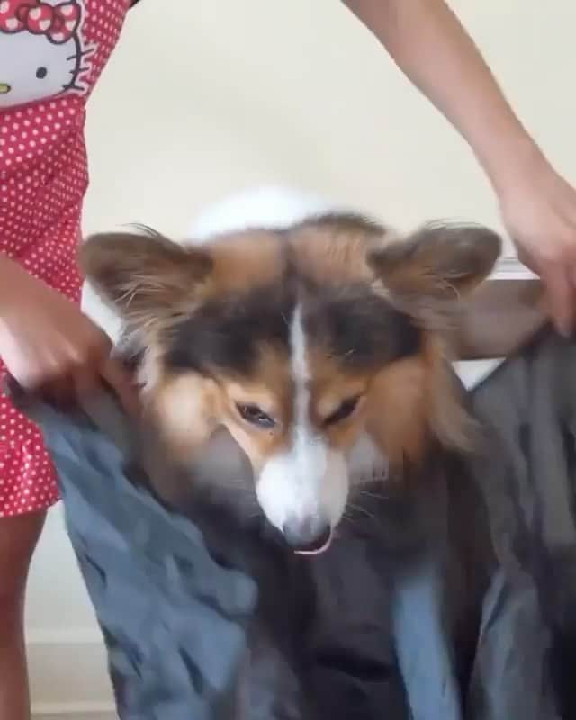 The Critter Havenのインスタグラム：「New hairdo Video by @lychee_the_corgi  #TheCritterHaven」